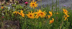 Arnica montana - Echte Arnika  in meinem Garten...