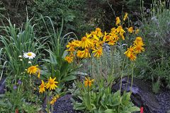 Arnica montana im Alpinum