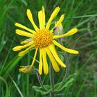 Arnica montana im Nationalpark Sumava