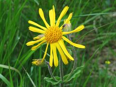 Arnica montana im Nationalpark Sumava