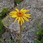 Arnica montana im Wallis auf dem Weg zum Felskinn