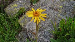 Arnica montana im Wallis auf dem Weg zum Felskinn