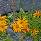 Arnica montana nun in voller Blüte und natürlich im saueren Substrat