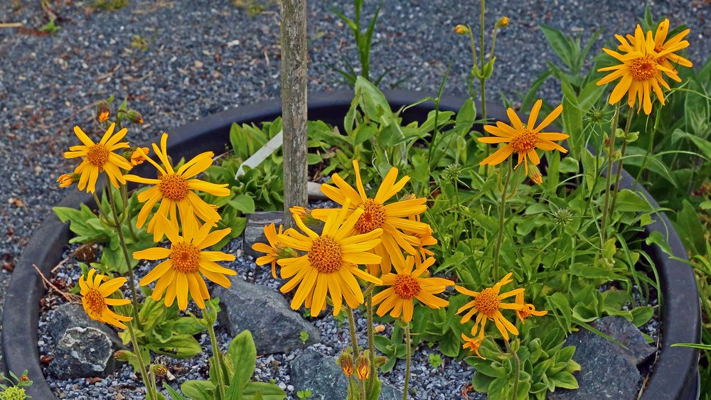 Arnica montana nun in voller Blüte und natürlich im saueren Substrat