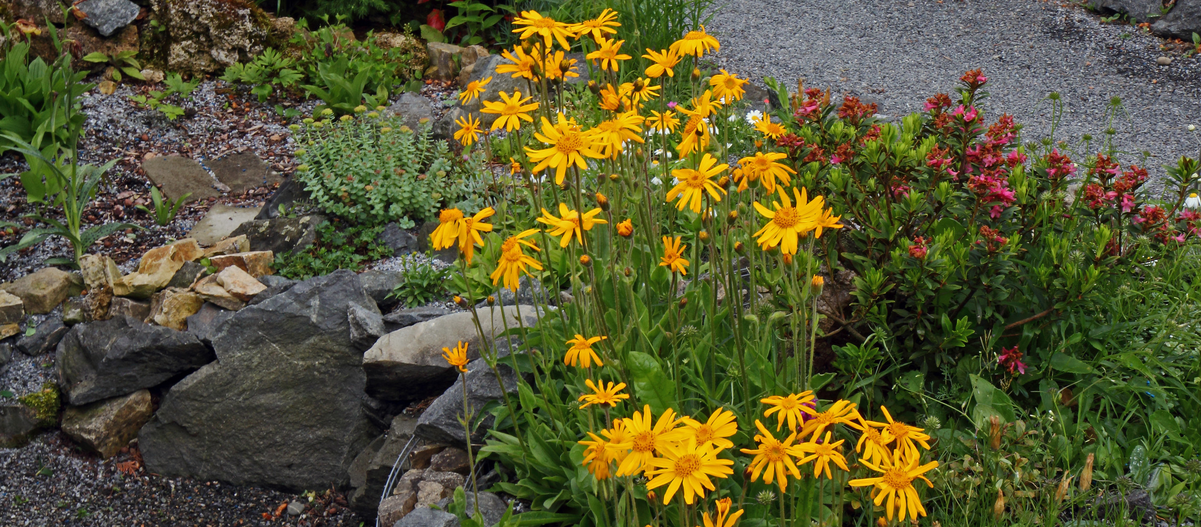 Arnica montana, Rhododendrin feruginäum und andere...