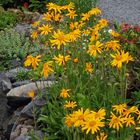 Arnica montana, Rhododendrin feruginäum und andere...