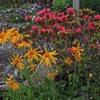 Arnica montana und Rhododendron feruginaeum wird es im Mai wieder geben...