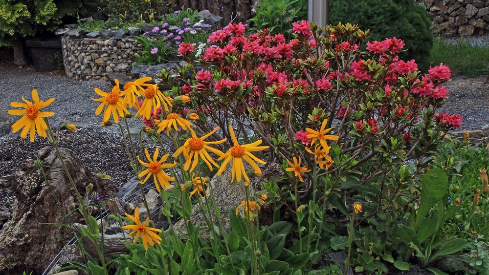 Arnica montana und Rhododendron feruginaeum wird es im Mai wieder geben...