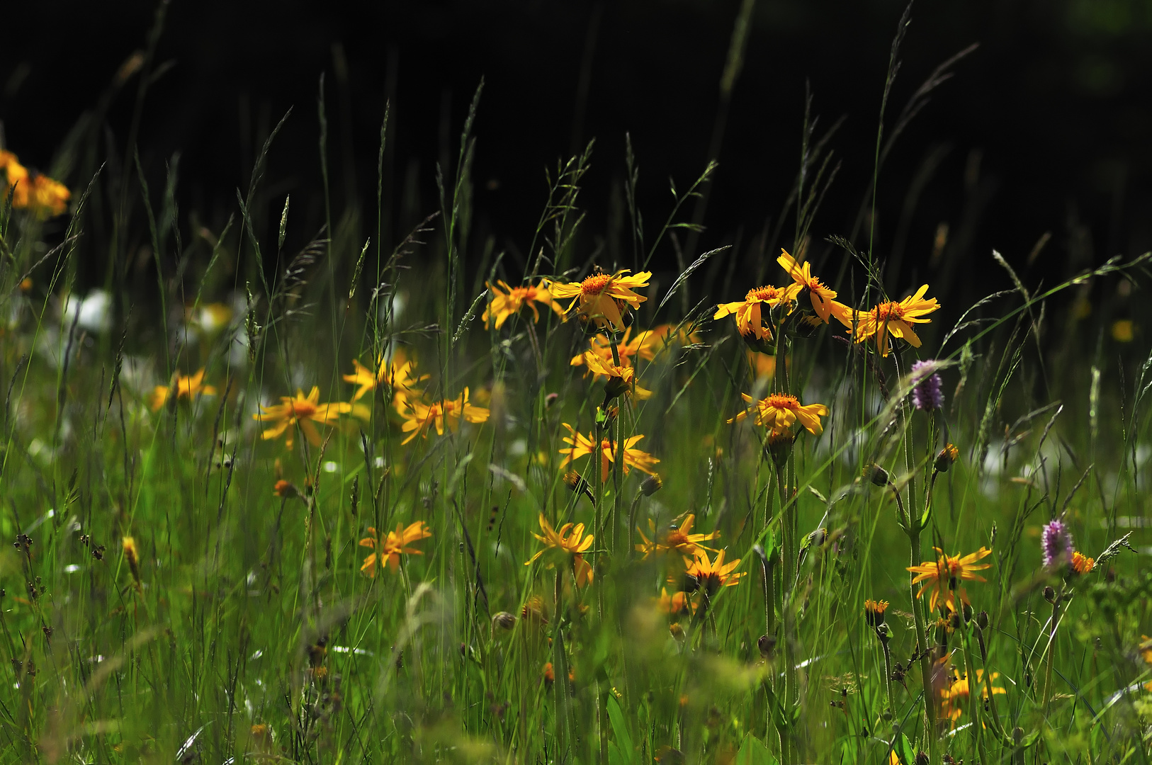 Arnica Wiese