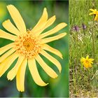 Arnika (Arnica montana)