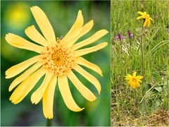 Arnika (Arnica montana)