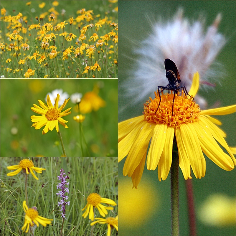 Arnika (Arnica montana)