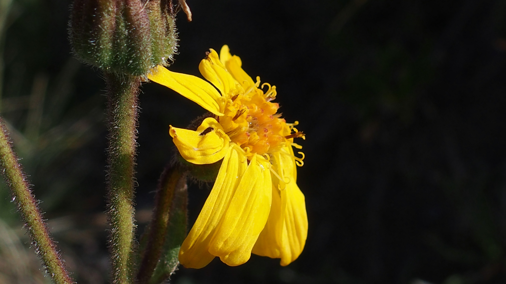 Arnika 'Arnica montana'