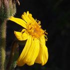 Arnika 'Arnica montana'