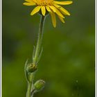 Arnika (Arnica montana), Fellhorn, Bayern