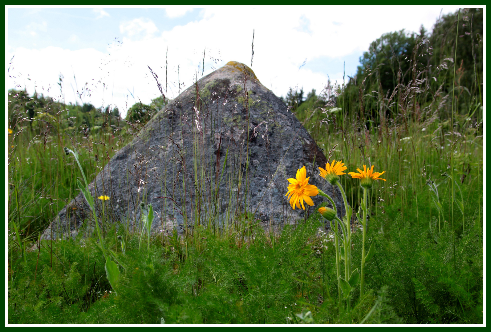 Arnika-Blüte im Nationalpark Harz