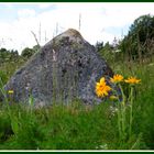 Arnika-Blüte im Nationalpark Harz