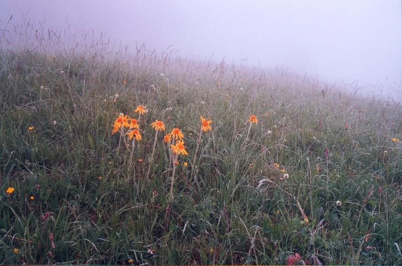 Arnika im Nebel