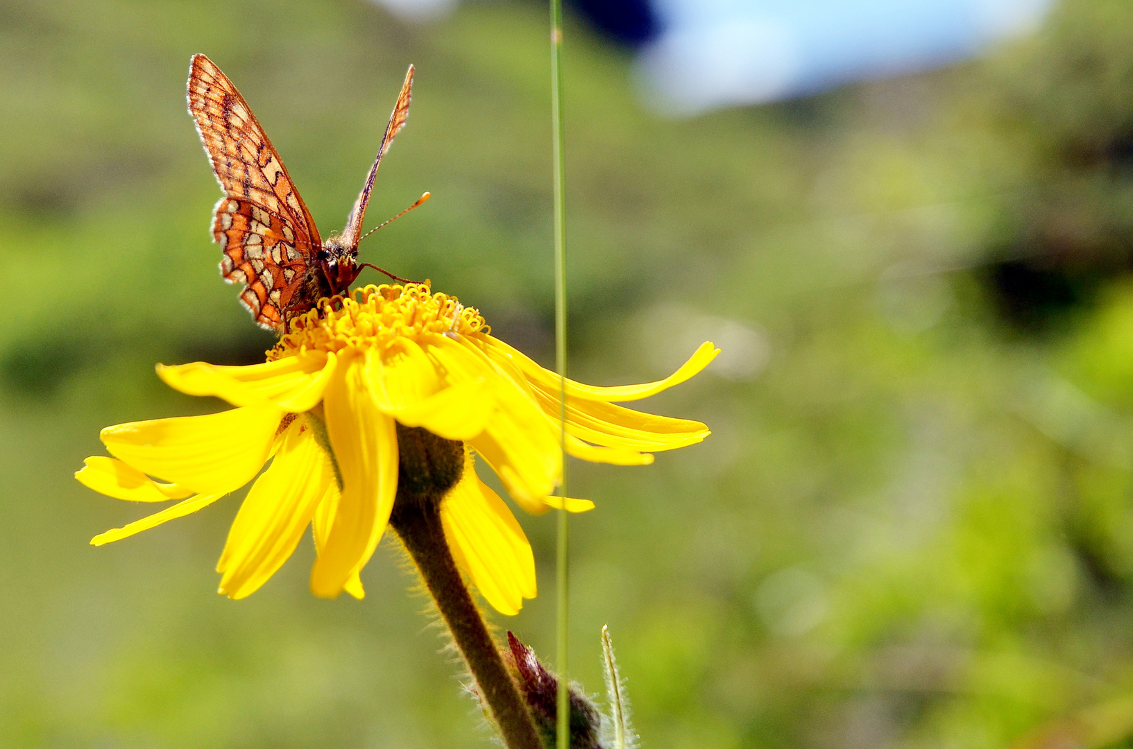 Arnika mit Schmetterling