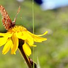 Arnika mit Schmetterling