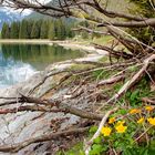 Arnisee, Amsteg