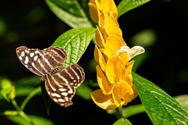 Arno - Schmetterling