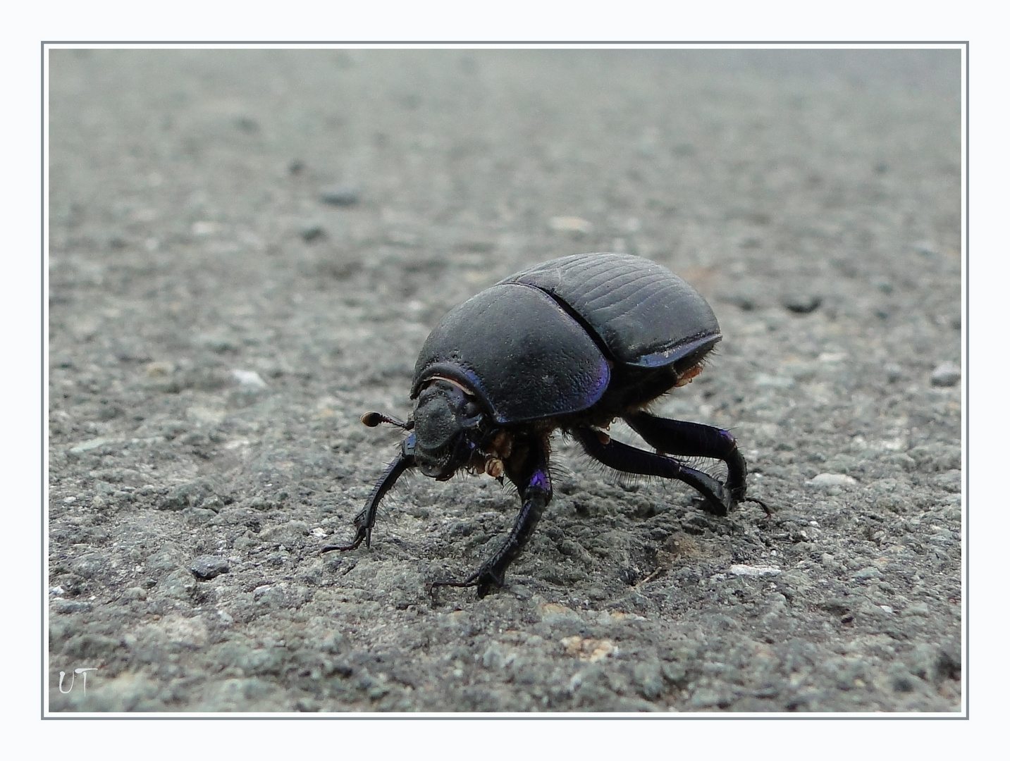 Arnold Schwarzenbeetle