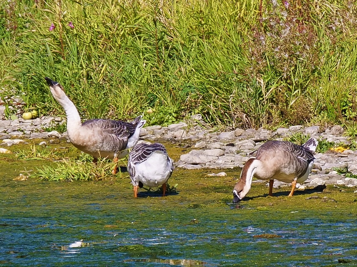 Arnsberger Schwanengänse