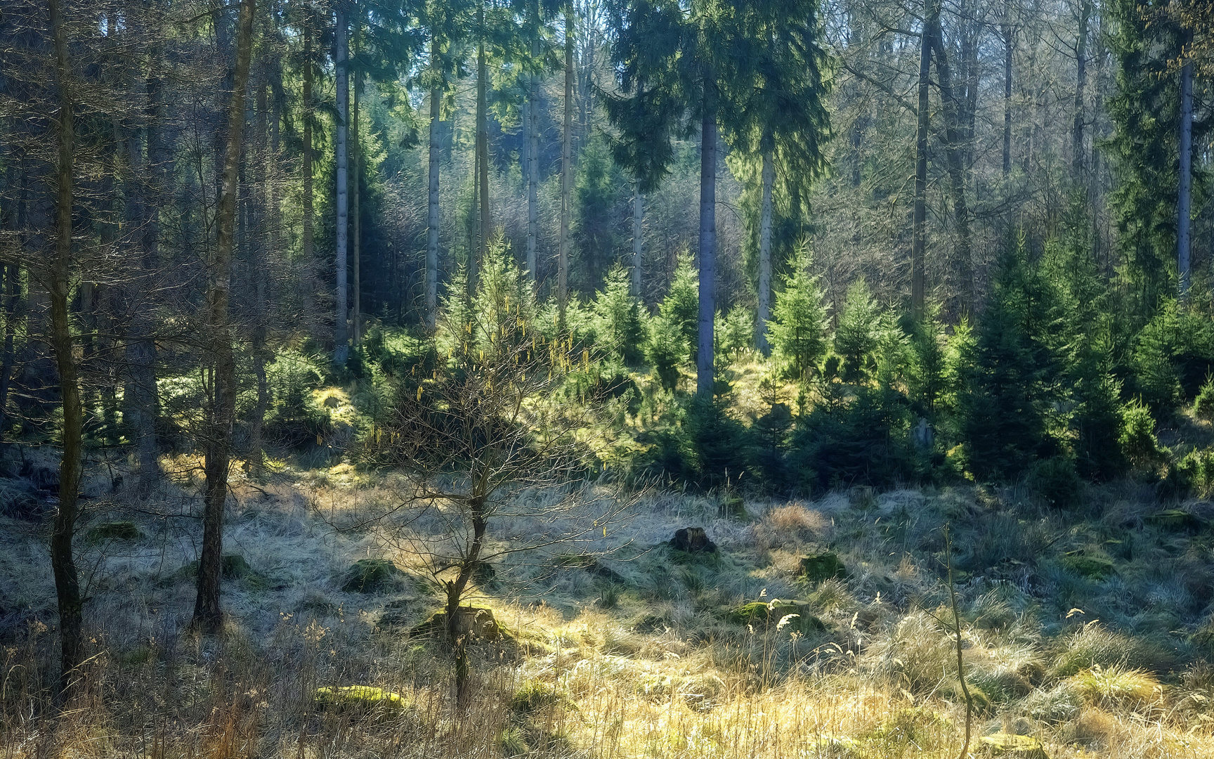 Arnsberger Wald