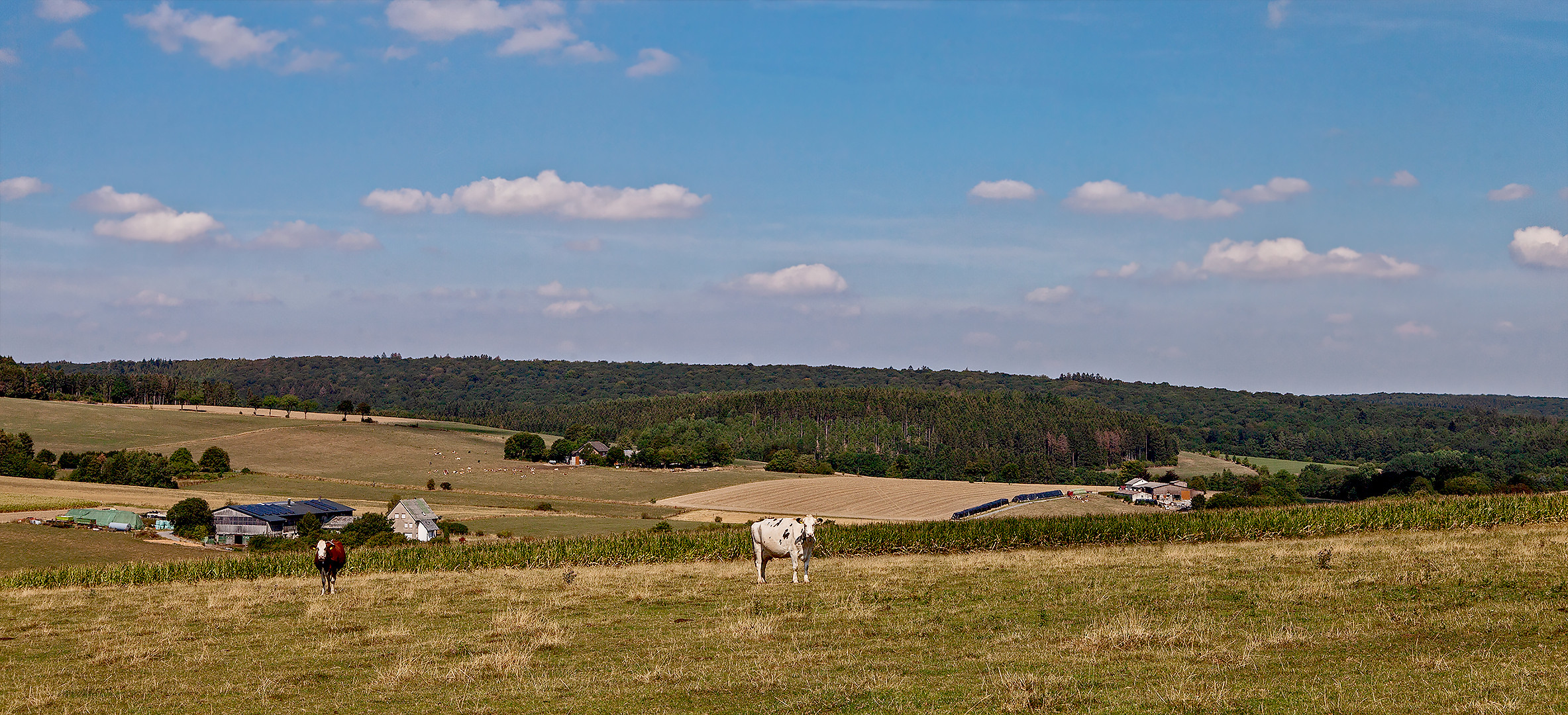 Arnsbergerwald 002