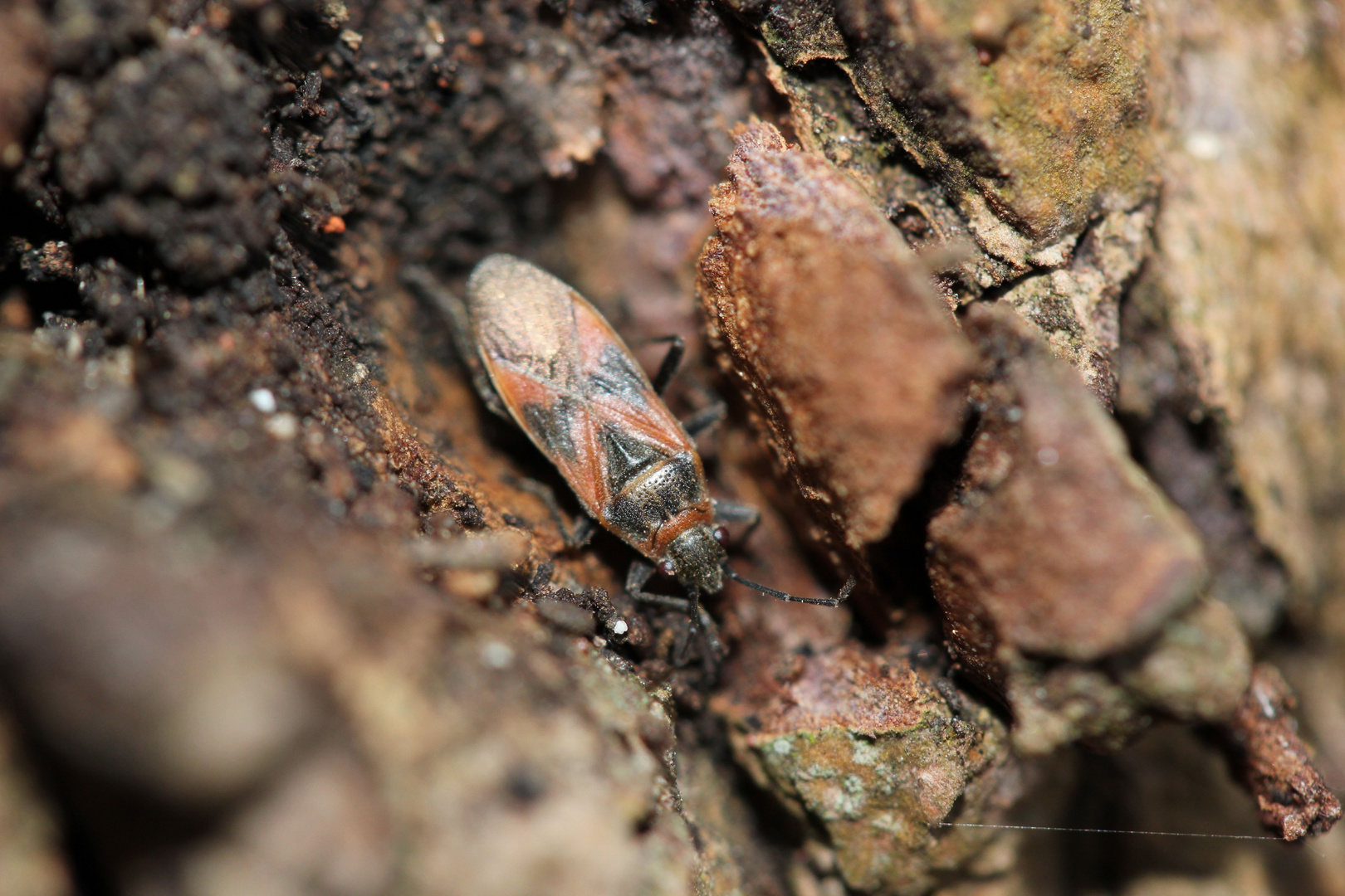 Arocatus longiceps