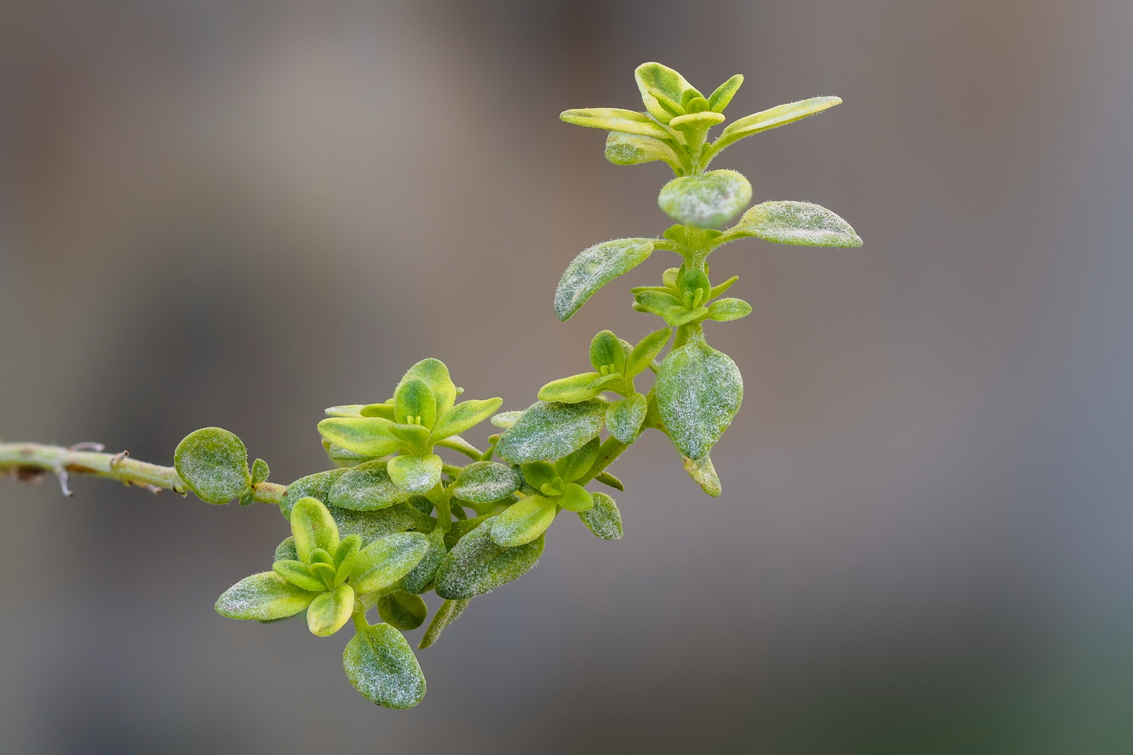 Aroma auf Abruf