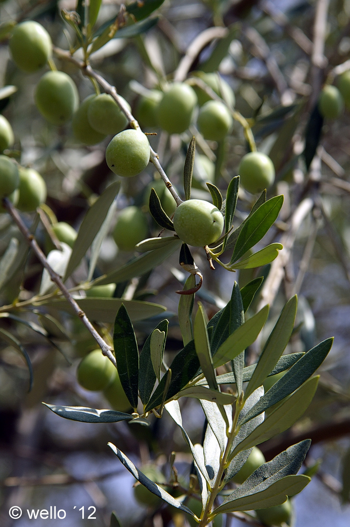 Aroma des Südens