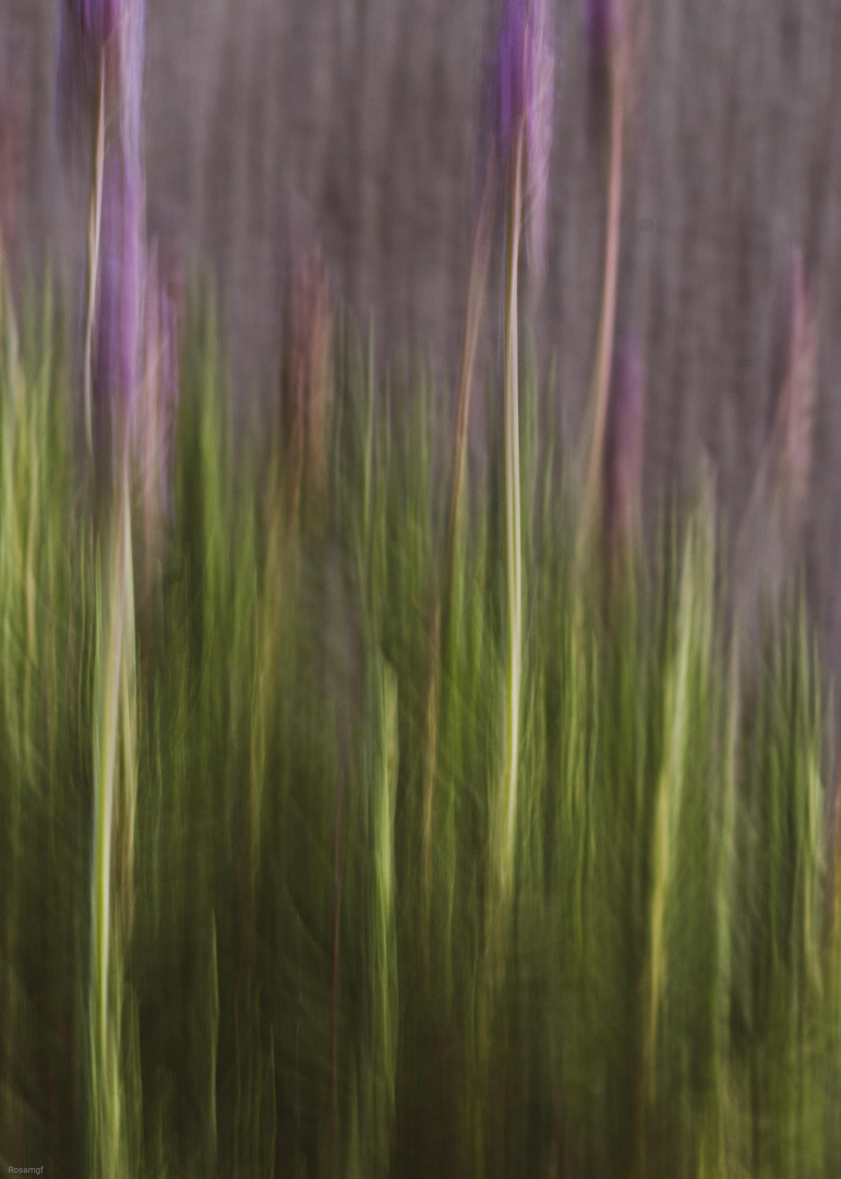 Aromas de lavanda