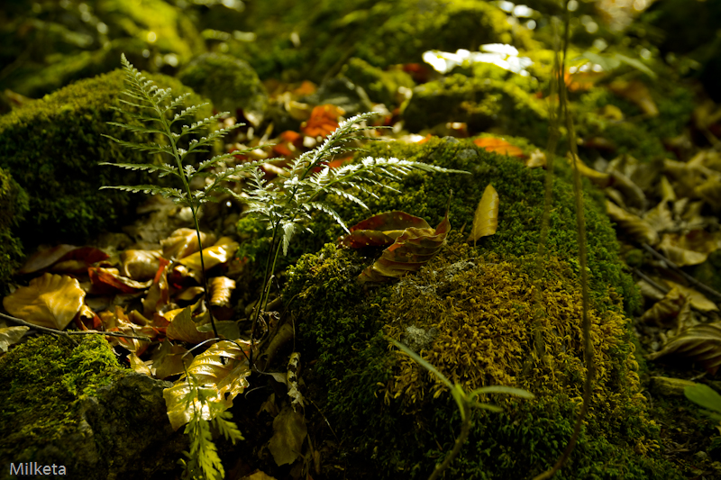 .....aromas de otoño....sensaciones para todos vosotros.