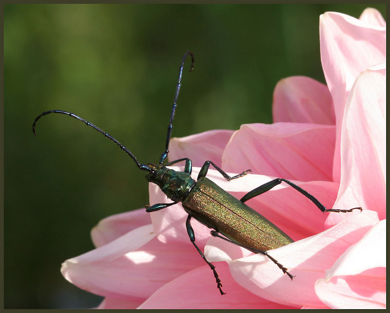 Aromia moschata