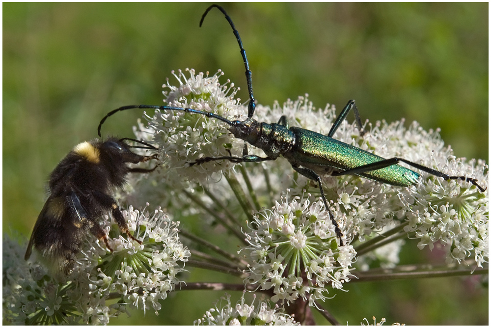 Aromia moschata et Bourdon sur Angélique