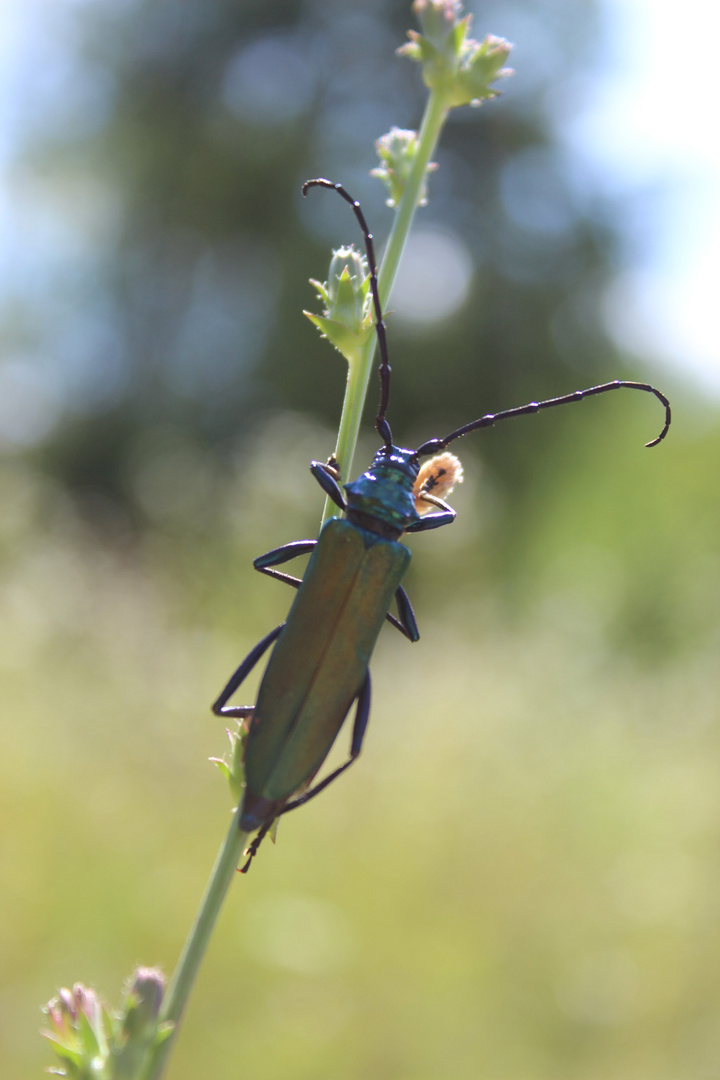 Aromia moschata- Moschusbock 