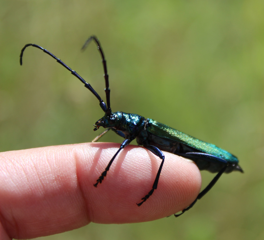 Aromia moschata- Moschusbock 