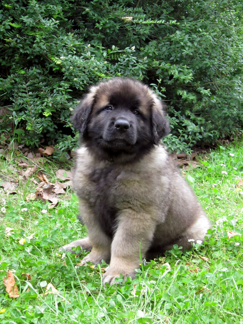 Aron, der kleine Leonberger