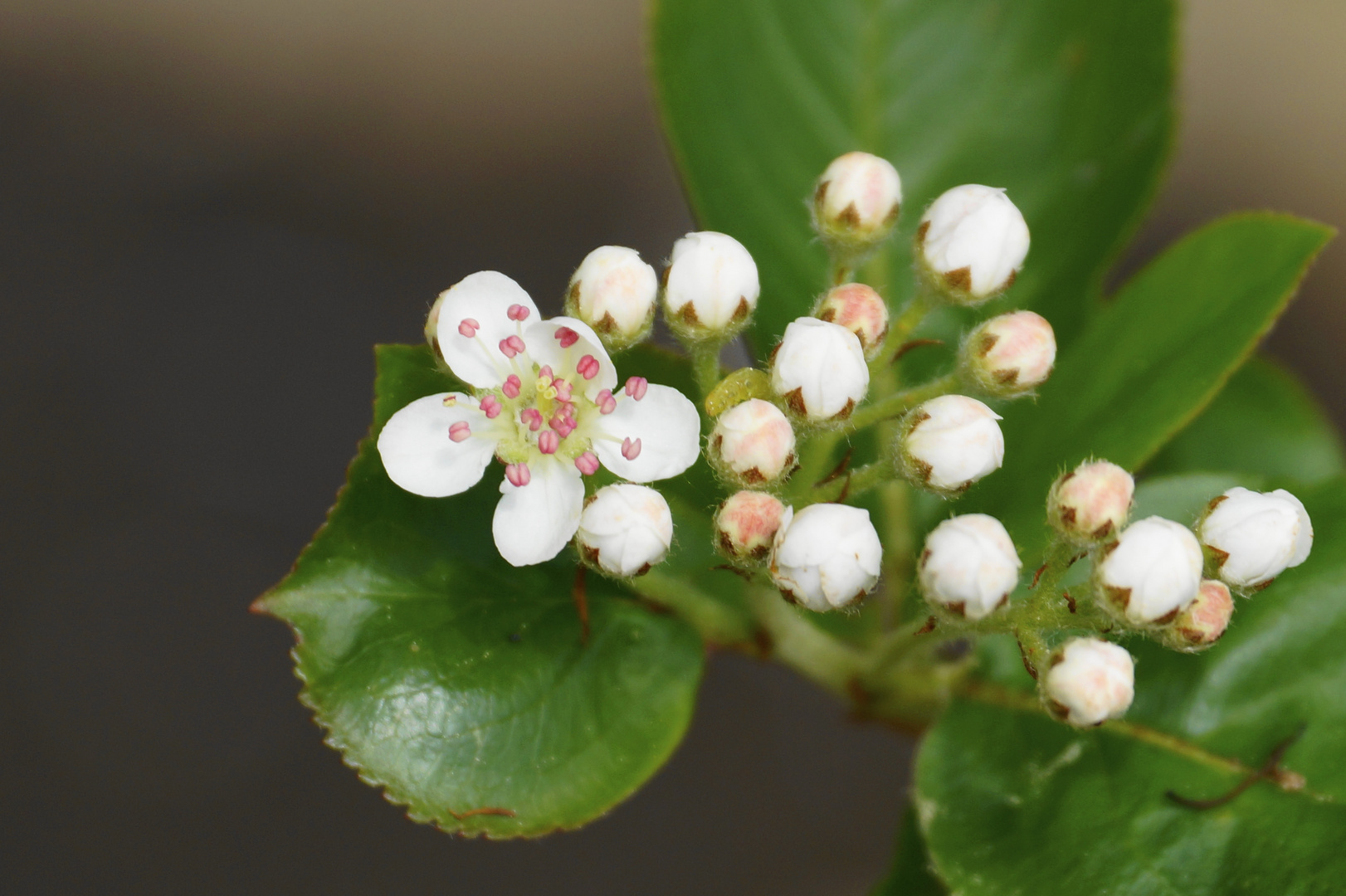 Aronia-Apfelbeere