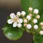 Aronia-Apfelbeere