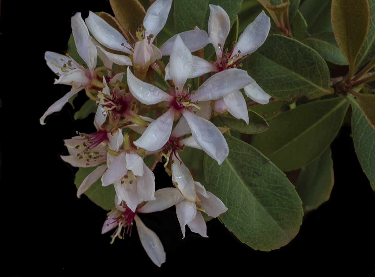 Aronia arbutifolia