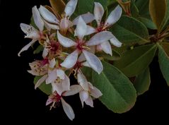 Aronia arbutifolia