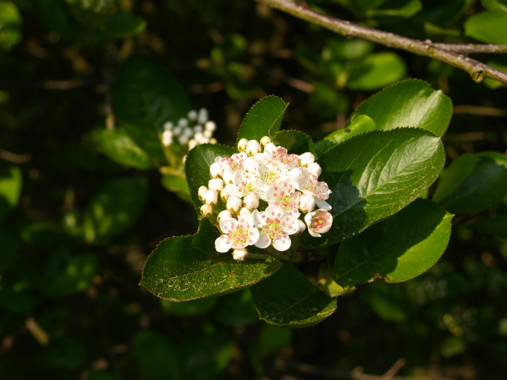 Aronia Blüte