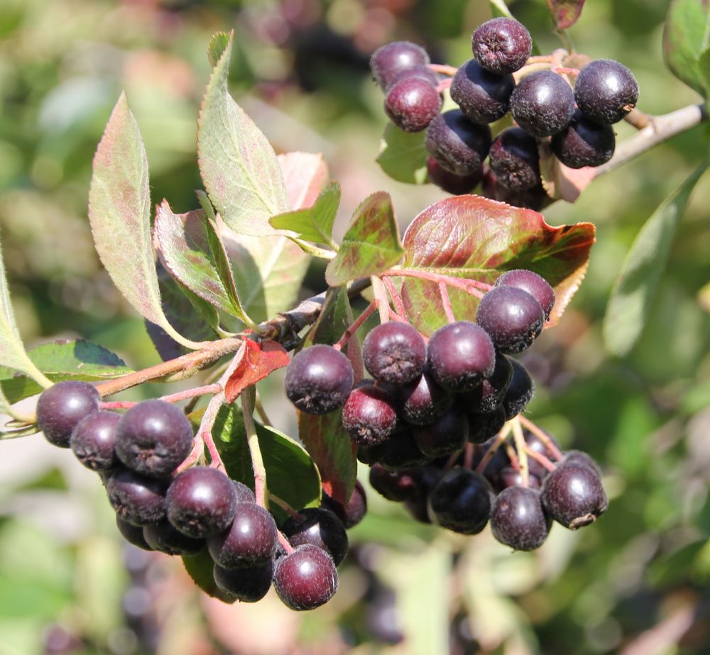 Aronia Foto & Bild | pflanzen, pilze & flechten, früchte und beeren ...