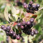 Aronia