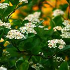 Aronia in der vollen Blüte