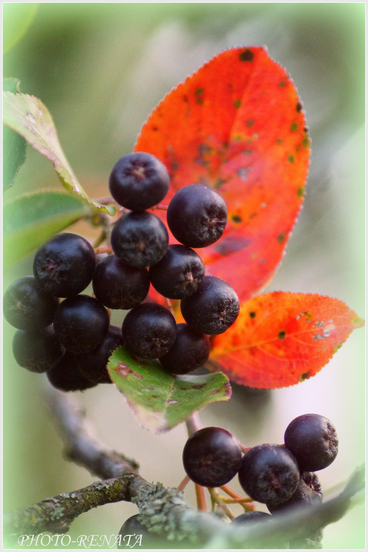 Aronia ladt Herbst..