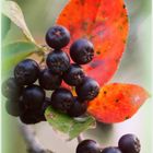 Aronia ladt Herbst..